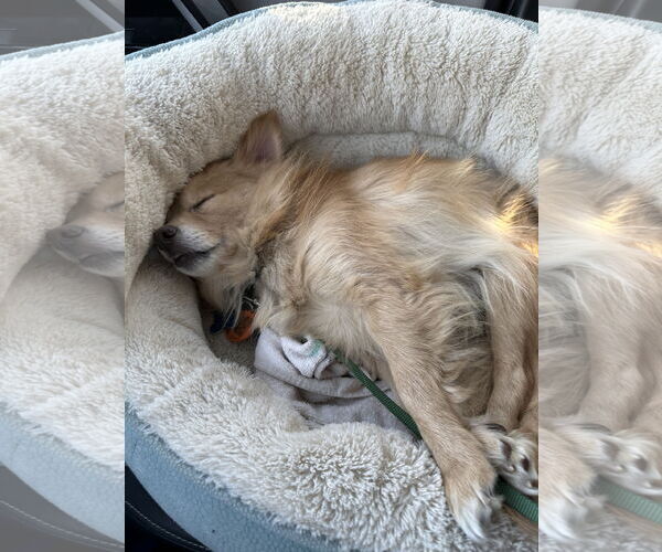 Medium Photo #18 Chiranian Puppy For Sale in Minneapolis, MN, USA