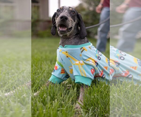 Medium Photo #13 Bluetick Coonhound-Unknown Mix Puppy For Sale in Princeton, MN, USA