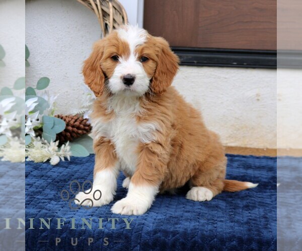 Medium Photo #1 Goldendoodle (Miniature) Puppy For Sale in NARVON, PA, USA