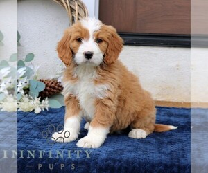Goldendoodle (Miniature) Puppy for sale in NARVON, PA, USA