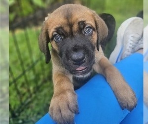 Medium Cane Corso