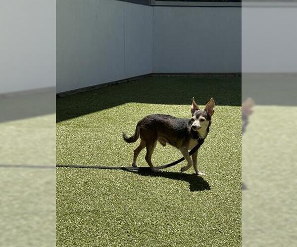 Medium Photo #2 Chihuahua Puppy For Sale in San Martin, CA, USA