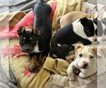 Small #3 American Pit Bull Terrier