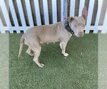 Small American Pit Bull Terrier Mix