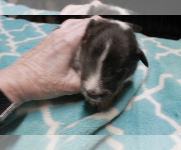 Medium Photo #1 Shetland Sheepdog Puppy For Sale in BAINBRIDGE, NY, USA