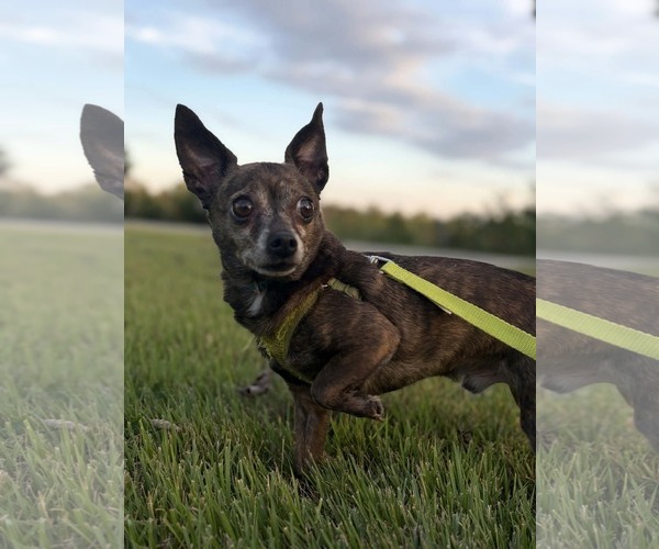 Medium Photo #1 Chihuahua Puppy For Sale in Rustburg, VA, USA