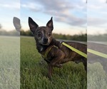 Small Chihuahua