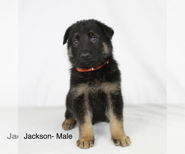 Medium Photo #1 German Shepherd Dog Puppy For Sale in DUENWEG, MO, USA