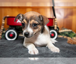 Small #2 Chihuahua