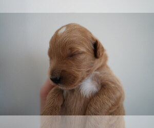 Medium Goldendoodle (Miniature)