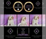 Small Photo #56 Poodle (Toy) Puppy For Sale in WARSAW, IN, USA