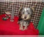 Small #5 Yorkshire Terrier