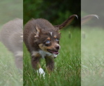 Small #1 Miniature Australian Shepherd