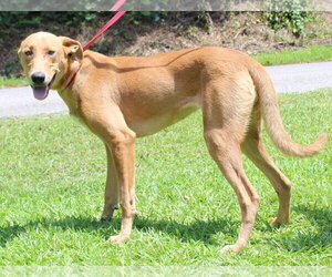 Mable 43873 - Female Retriever -Unknown Mix Dog for Adoption - Photo #4