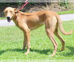 Small #3 Retriever  Mix