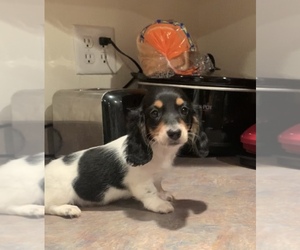 Dachshund Puppy for sale in QUANAH, TX, USA