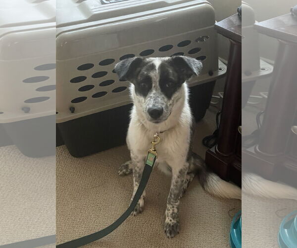 Medium Photo #3 Mutt Puppy For Sale in Holly Springs, NC, USA