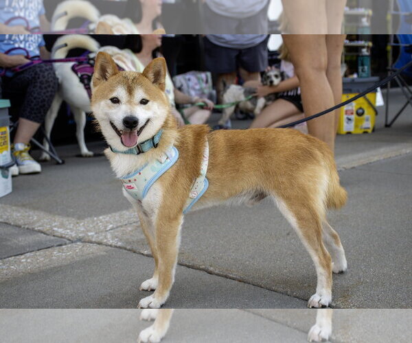 Medium Photo #4 Shiba Inu Puppy For Sale in Omaha, NE, USA