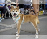 Small #3 Shiba Inu