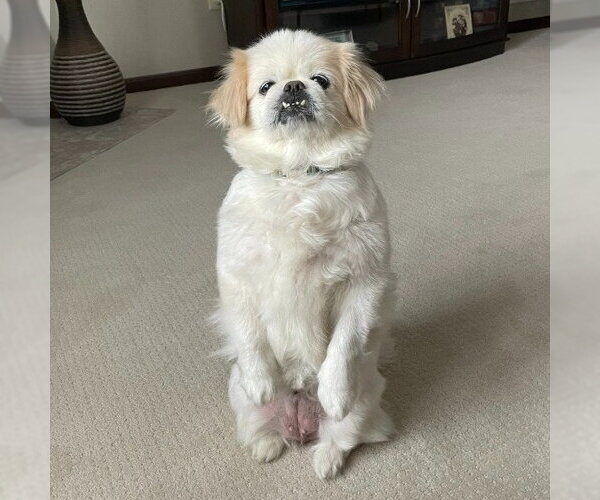 Medium Photo #3 Pekingese Puppy For Sale in Minneapolis, MN, USA