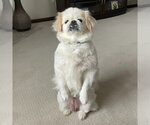 Small #2 Pekingese