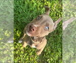 Small #5 American Pit Bull Terrier-Huskies  Mix