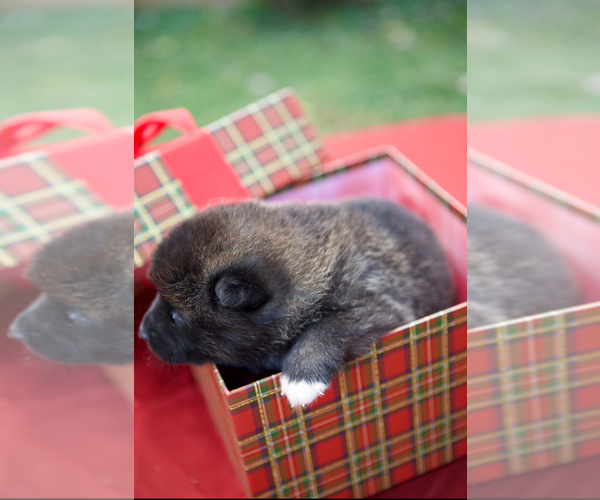 Medium Photo #3 Akita Puppy For Sale in LOUISVILLE, KY, USA