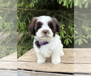 Havanese Puppy for sale in MIDDLEBURY, IN, USA