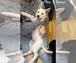 Small #14 German Shepherd Dog Mix
