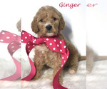 Small Photo #30 Goldendoodle Puppy For Sale in DEMOPOLIS, AL, USA