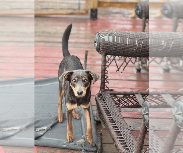 Medium Photo #7 Mutt Puppy For Sale in garner, NC, USA