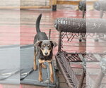 Small #6 Mutt