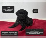 Image preview for Ad Listing. Nickname: Ezra