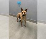KUMA - Female Siberian Husky-Unknown Mix Dog for Adoption - Small photo