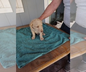 Chesapeake Bay Retriever Puppy for sale in ARCO, ID, USA