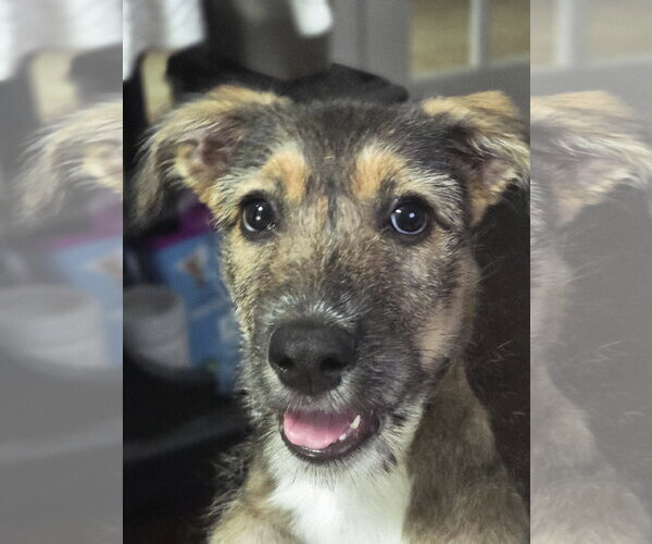 Medium Photo #2 Mutt Puppy For Sale in Katy, TX, USA