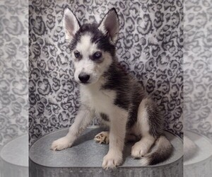 Siberian Husky Puppy for Sale in MOUNT AYR, Iowa USA
