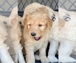 Small Photo #12 Goldendoodle Puppy For Sale in ELIZABETH, CO, USA