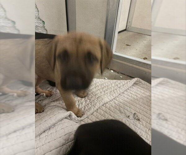 Medium Photo #1 Labrador Retriever-Unknown Mix Puppy For Sale in Stockton, CA, USA