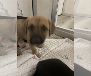 Labrador Retriever-Unknown Mix Dogs for adoption in Stockton, CA, USA