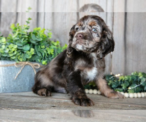 Medium Photo #2 Cocker Spaniel Puppy For Sale in BALTIC, OH, USA