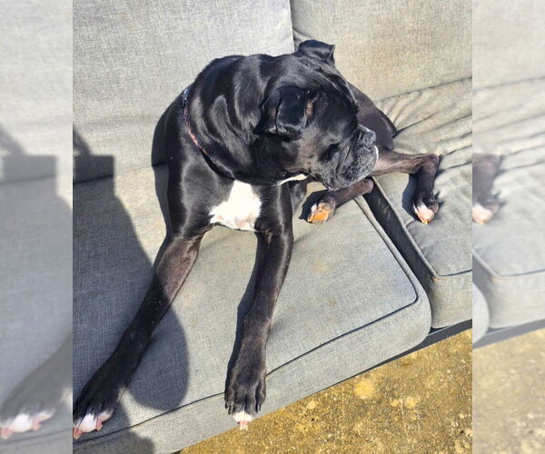 Medium Photo #2 Boxer Puppy For Sale in Austin, TX, USA