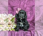 Small Photo #1 Cocker Spaniel Puppy For Sale in LANCASTER, PA, USA