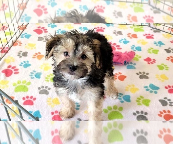 Medium Photo #11 Morkie Puppy For Sale in ORO VALLEY, AZ, USA