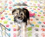 Small #10 Morkie