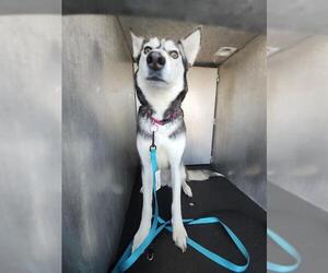 - Mix Dogs for adoption in San Antonio, TX, USA