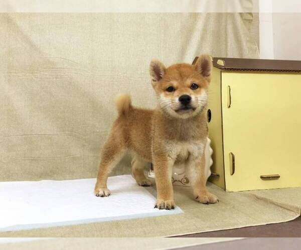 Medium Photo #1 Shiba Inu Puppy For Sale in SANTA MONICA, CA, USA