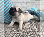 Small Pug