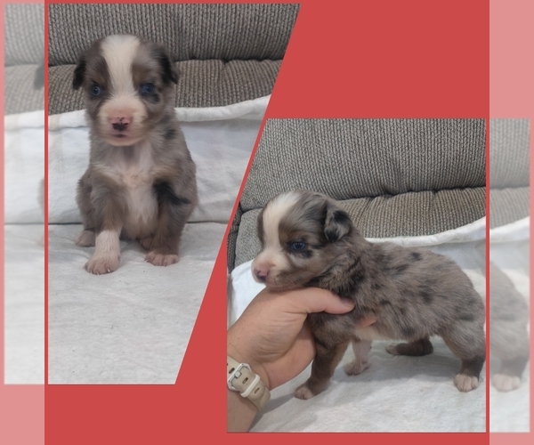 Full screen Photo #5 Miniature Australian Shepherd Puppy For Sale in COUCH, MO, USA