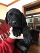 Small Photo #11 Labrador Retriever Puppy For Sale in LEES SUMMIT, MO, USA